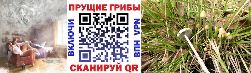 Галлюциногенные грибы мицелий  Сретенск 